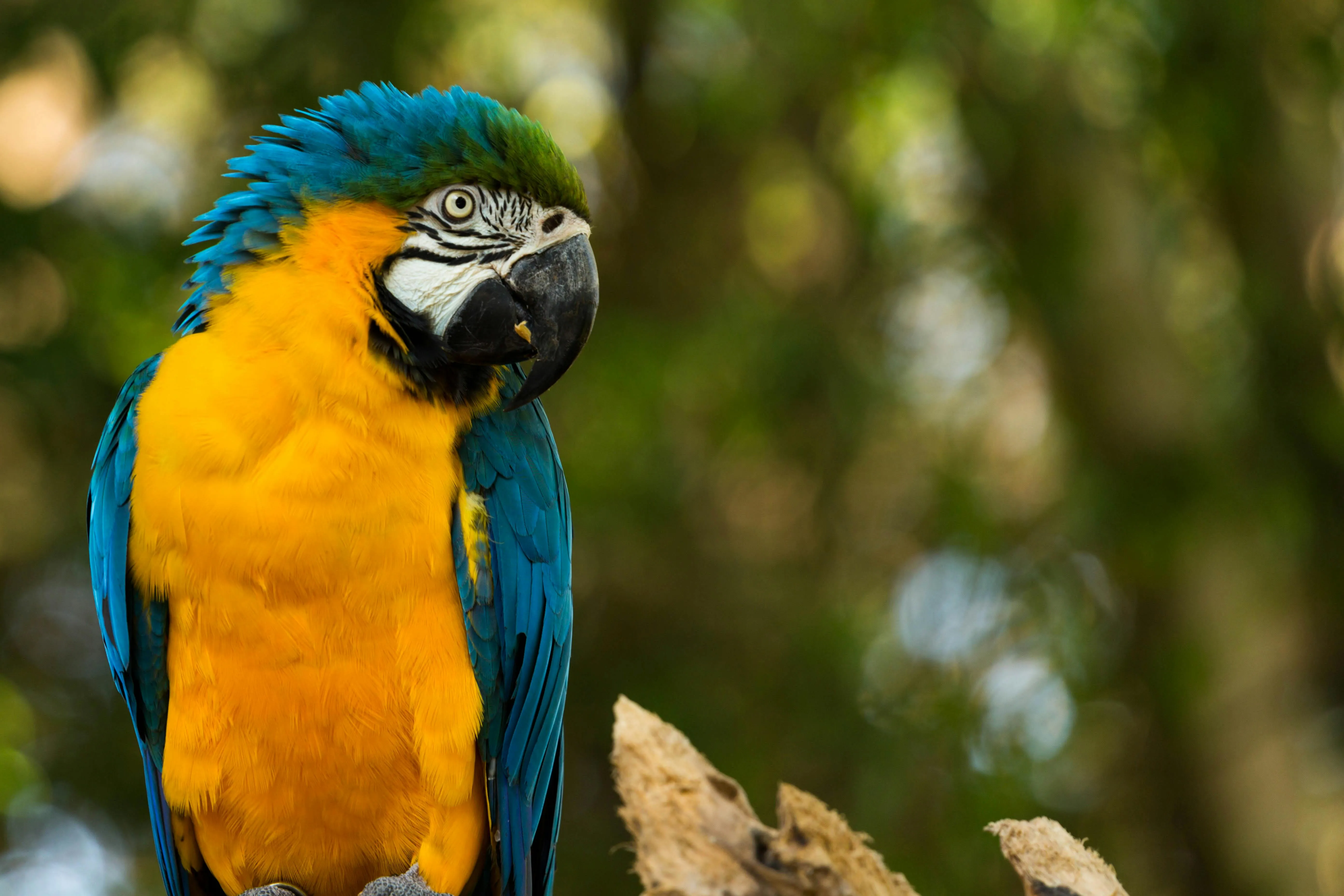 Parque de las Aves (Brasil)
